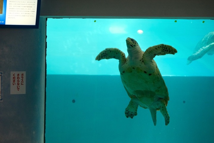 久米島ウミガメ館