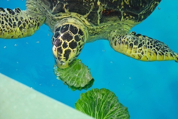 久米島ウミガメ館