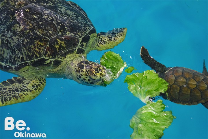 久米島ウミガメ館