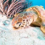 沖縄でウミガメに会おう！泳ごう！産卵シーズンやウミガメスポット
