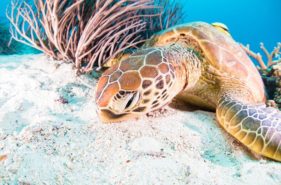 沖縄でウミガメに会おう！泳ごう！産卵シーズンやウミガメスポット