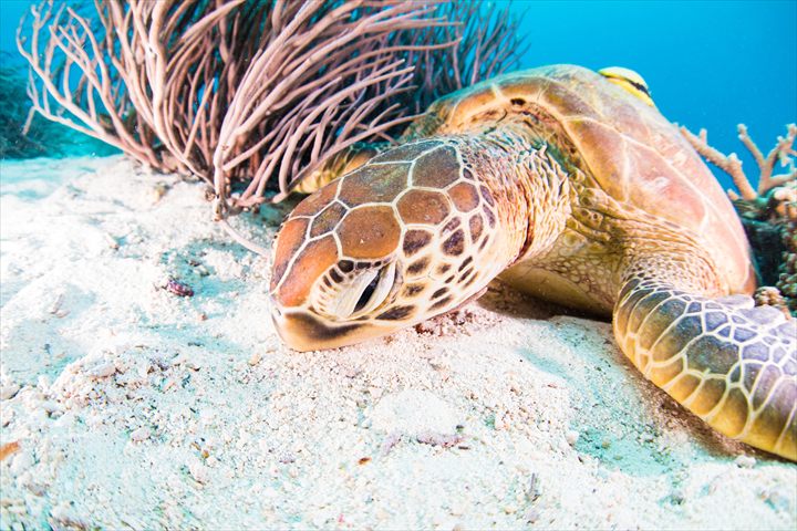 沖縄　ウミガメ