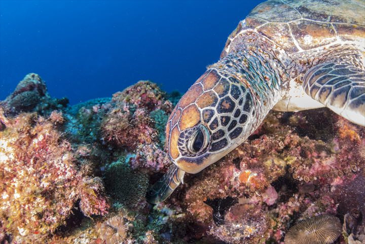 沖縄　ウミガメ