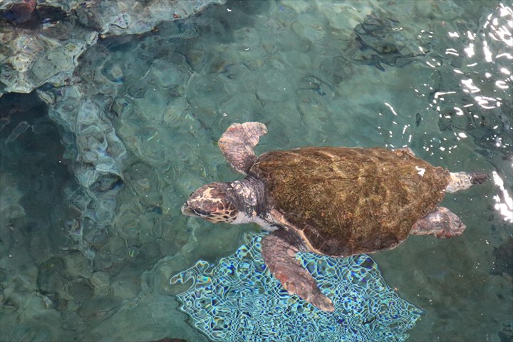 沖縄　ウミガメ