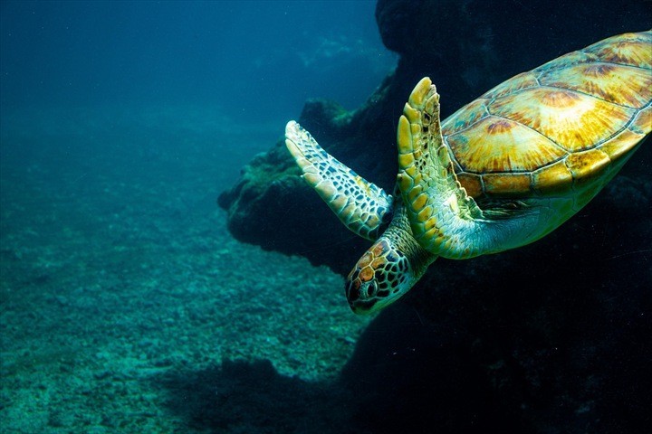 沖縄　ウミガメ