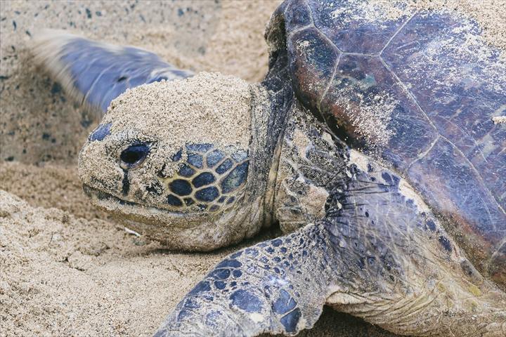 沖縄　ウミガメ