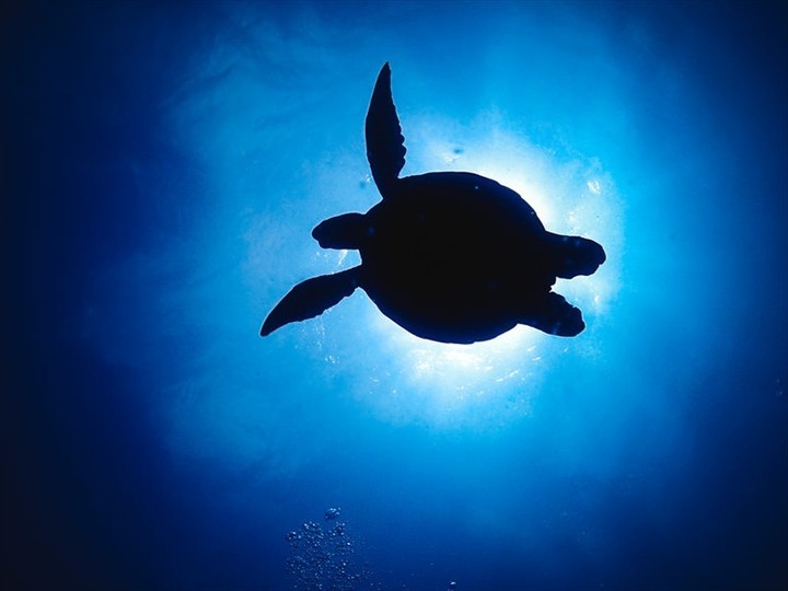 沖縄　ウミガメ