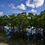 宮古島の穴場【川満公園】海とマングローブを眺めて過ごす静かなひと時