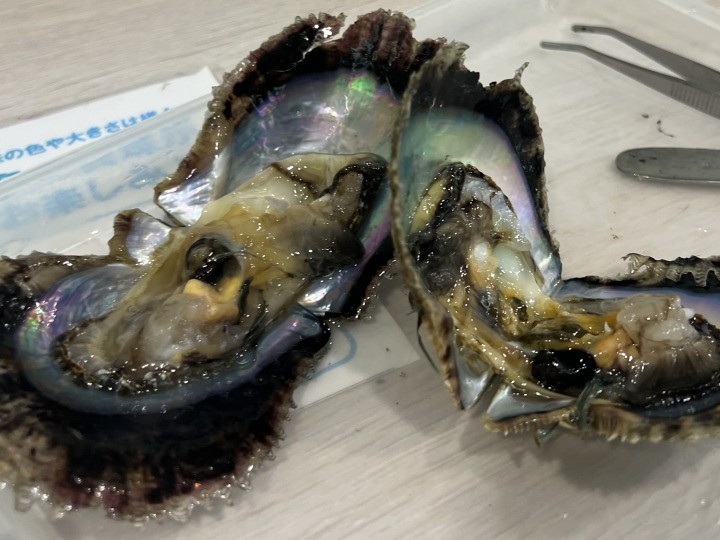 ウミノホウセキ