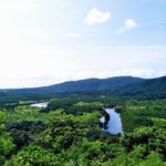 【西表島】世界遺産を満喫！仲間川マングローブクルーズとカヤック完全ガイド