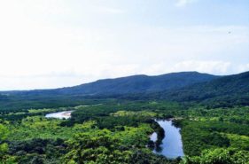 【西表島】世界遺産を満喫！仲間川マングローブクルーズとカヤック完全ガイド