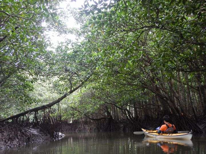 仲間川　西表島