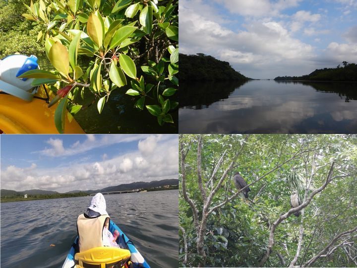 仲間川　西表島