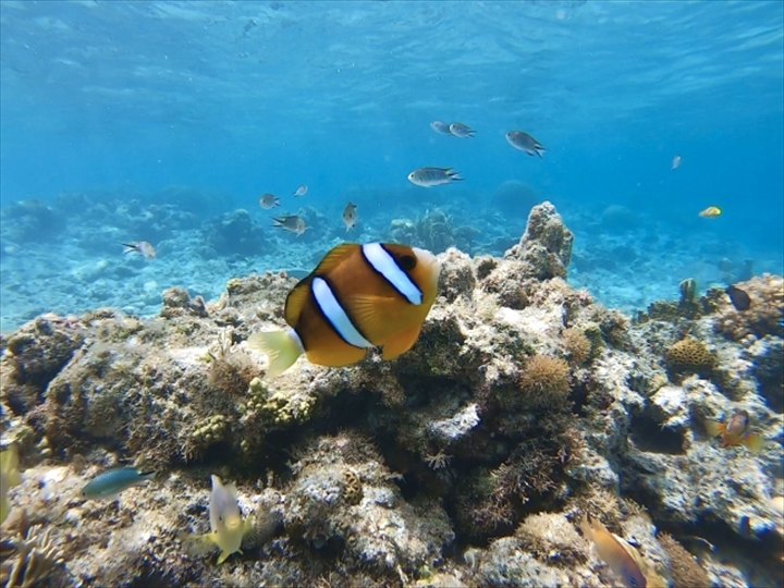 沖縄 グラスボート