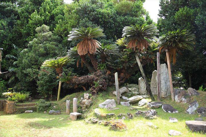 久米島　観光　宇根の大ソテツ