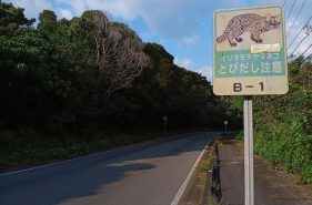 西表島のレンタカー完全ガイド｜港別おすすめ会社・予約方法・注意点