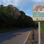 西表島のレンタカー完全ガイド｜港別おすすめ会社・予約方法・注意点