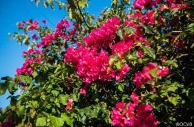 花で巡る沖縄～沖縄を彩る春夏秋冬の花と鑑賞スポット～