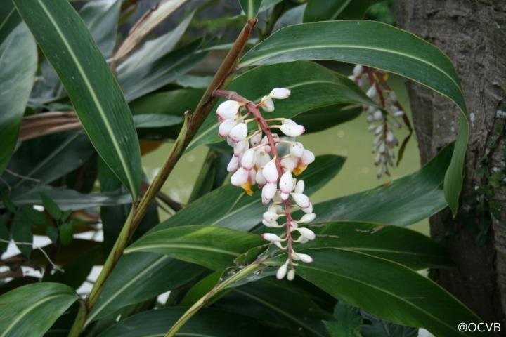 沖縄　花　ゲットウ