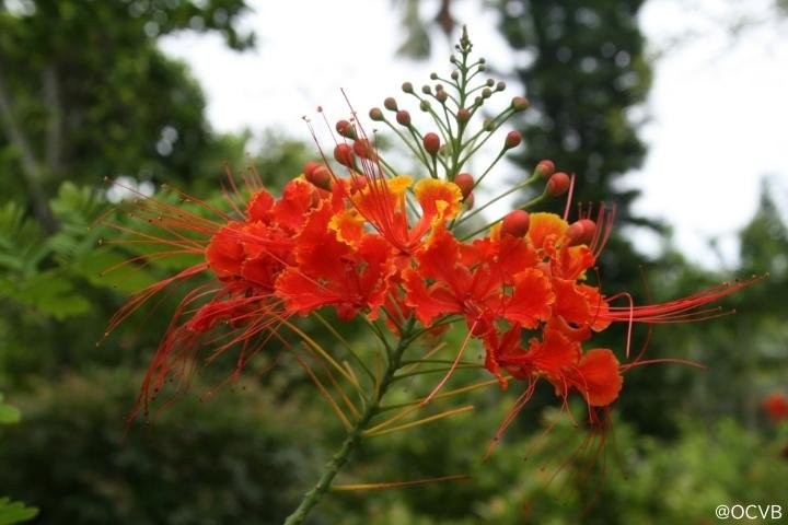 沖縄　花　オオゴチョウ