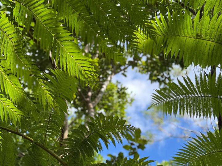 沖縄そば 今帰仁の森