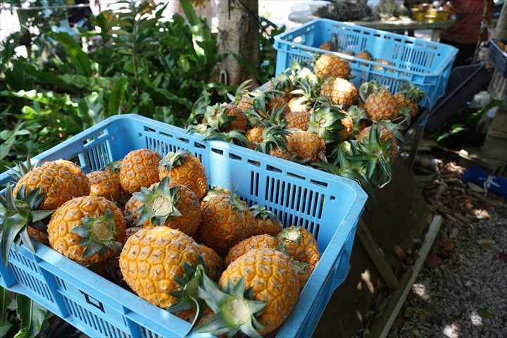 石垣島 パイナップル 直売所