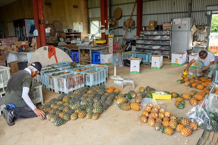 石垣島 パイナップル 直売所