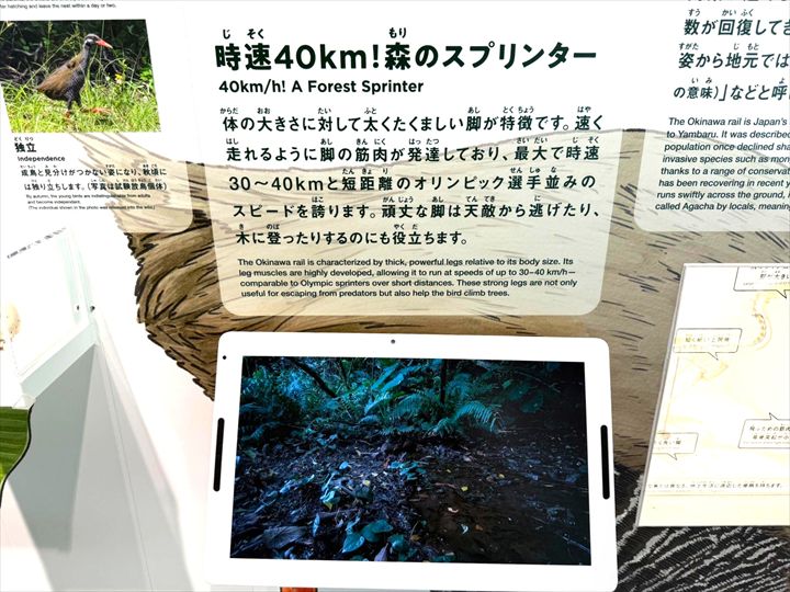 やんばる世界遺産センター ウフギー自然館