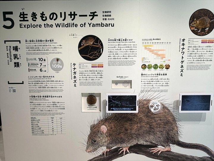 やんばる世界遺産センター ウフギー自然館