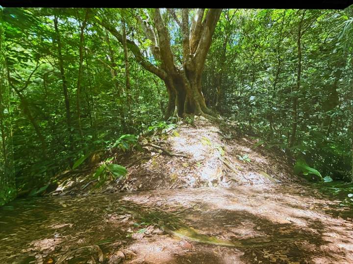 やんばる世界遺産センター ウフギー自然館