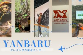 見て・触って・学んで楽しめるやんばる世界遺産センター（ウフギー自然館）