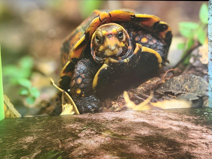 やんばる世界遺産センター ウフギー自然館