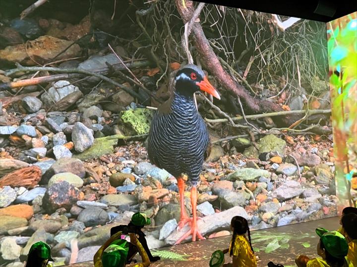 やんばる世界遺産センター ウフギー自然館