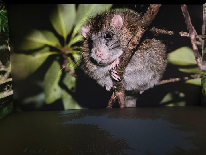 やんばる世界遺産センター ウフギー自然館