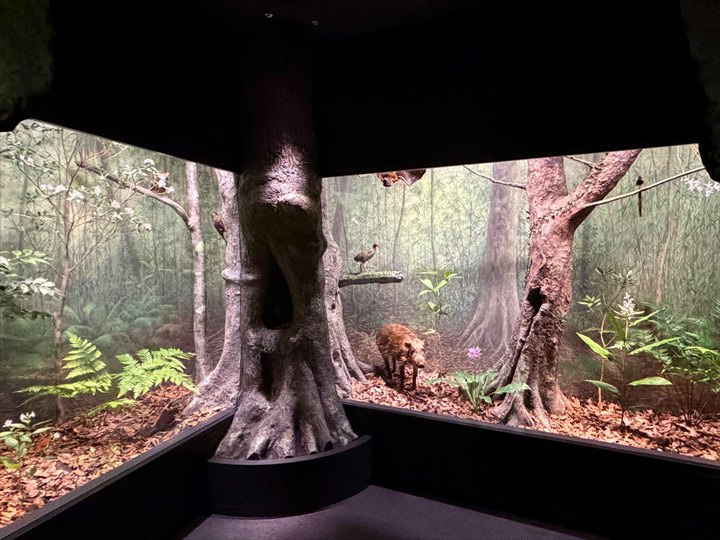 やんばる世界遺産センター ウフギー自然館