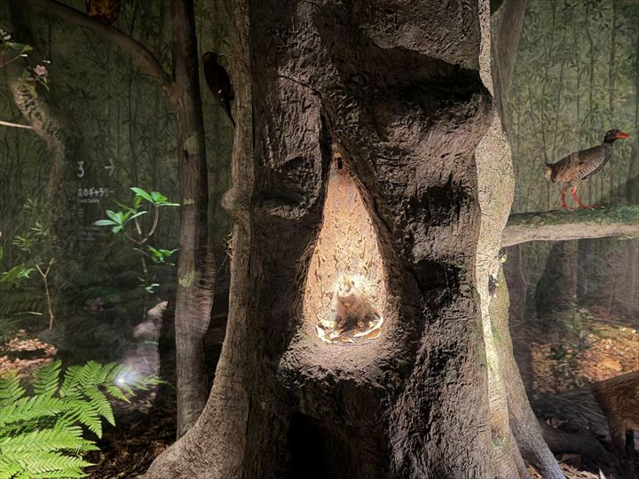 やんばる世界遺産センター ウフギー自然館